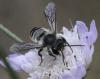 Megachile sp.